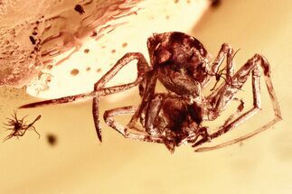 Detailed Fossil Spider (Araneae) In Baltic Amber #325430