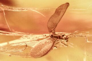 Fossil Winged Scale Insect (Coccoidea) in Baltic Amber #325444