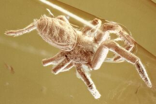 Detailed Fossil Spider (Araneae) In Baltic Amber #325447