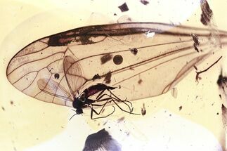 Fossil Dark-Winged Fungus Gnat and Crane Fly Wing in Baltic Amber #325477