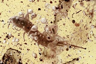 Detailed Fossil Bristletail (Machilidae) and Bubbles In Baltic Amber #325483