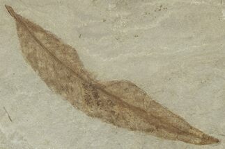 Fossil Leaf (Cedrelospermum) - Insect Predation! #325577