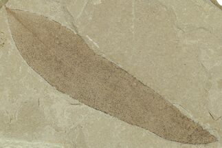 Fossil Leaf (Beilschmiedia) - Green River Formation, Utah #325578