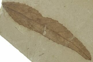 Detailed Fossil Leaf (Populus) - Green River Formation, Utah #325584