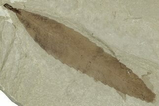 Fossil Leaf (Cedrelospermum) - Green River Formation, Utah #325585