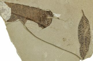 Fossil Leaf (Cedrelospermum) - Green River Formation, Utah #325592
