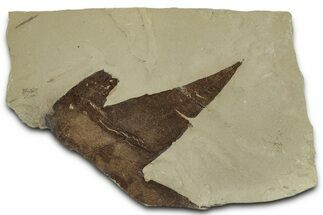 Fossil Sycamore (Macginitiea) Leaf - Green River Formation, Utah #325602