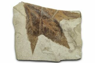 Fossil Sycamore (Macginitiea) Leaf - Green River Formation, Utah #325603