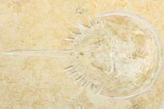 Horseshoe Crab Fossil w/ Floating Crinoids - Solnhofen Limestone #325631