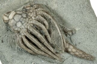 Fossil Crinoid (Macrocrinus) - Crawfordsville, Indiana #325632
