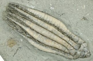 Fossil Crinoid (Parascytalocrinus) - Crawfordsville, Indiana #325635