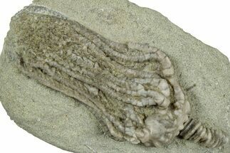 Fossil Crinoid (Platycrinites) - Crawfordsville, Indiana #325641