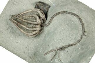 Fossil Crinoid (Agaricocrinus) and Gastropod (Platyceras) - Indiana #325645