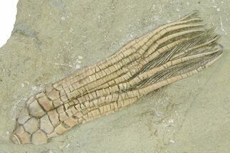 Fossil Crinoid (Hypselocrinus) - Crawfordsville, Indiana #325647