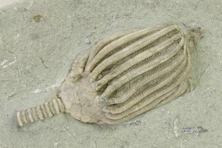 Fossil Crinoid (Dizygocrinus) - Crawfordsville, Indiana #325649
