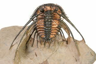 Kettneraspis Trilobite With Long Occipital -Translucent Shell #325675