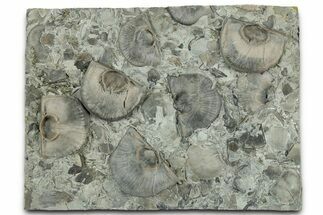 Multiple Fossil Brachiopod (Strophomena) Plate - Indiana #325695