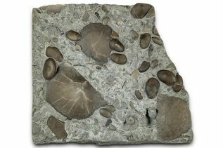Buy Brachiopods