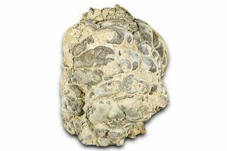 Fossil Stromatolite (Chlorellopsis?) Section - Wyoming #325732