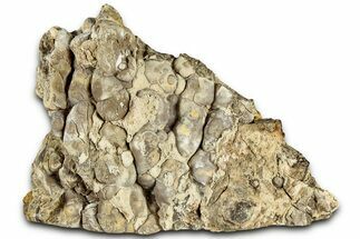 Free-Standing Fossil Stromatolite (Chlorellopsis?) - Wyoming #325741