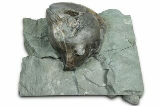 Wide, Enrolled Isotelus Trilobite - Indiana #325793