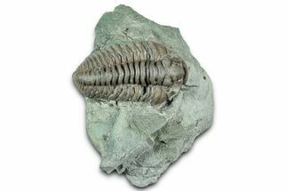 Prone Flexicalymene Trilobite - Indiana #325798