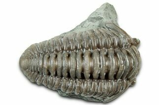 Long Prone Flexicalymene Trilobite - Indiana #325812