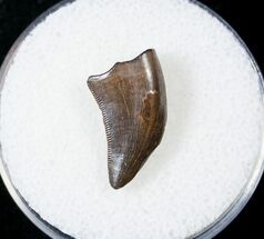 Juvenile Tyrannosaur Tooth - Montana #17579