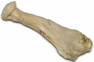 Fossil Walrus (Neotherium) Radius - Bakersfield, California #325962