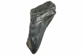 Partial, Fossil Megalodon Tooth - South Carolina #320673