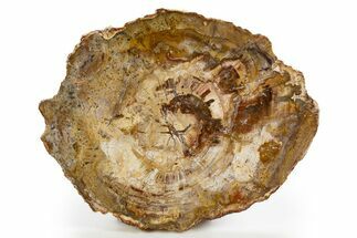 Beautiful Petrified Wood (Araucaria) Round - Madagascar #325567