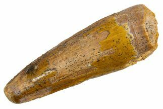 Fossil Spinosaurus Tooth - Feeding Worn Tip #326227