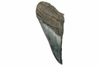 Partial Fossil Megalodon Tooth - Serrated Edge #320660