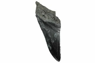 Partial Fossil Megalodon Tooth - Serrated Edge #320686