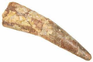 Fossil Spinosaurus Tooth - Real Dinosaur Tooth #326259