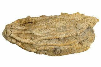 Fossil Crinoid (Aphelecrinus) - Alabama #326079