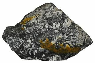 Fossil Seed Fern (Alethopteris) Plate - Pennsylvania #326301
