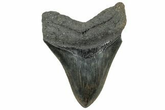 Serrated, Fossil Megalodon Tooth - South Carolina #325746