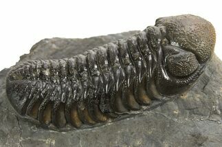Detailed Austerops Trilobite - Ofaten, Morocco #325881