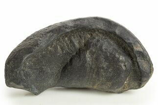 Large, Fossil Whale Ear Bone - South Carolina #325711