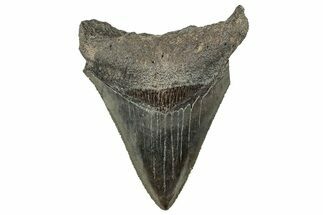 Serrated, Fossil Megalodon Tooth - South Carolina #321257