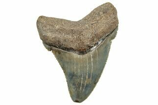 Serrated Chubutensis Tooth - Megalodon Ancestor #326349