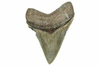 Serrated, Juvenile Megalodon Tooth - South Carolina #326352