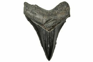 Serrated Chubutensis Tooth - Megalodon Ancestor #326370