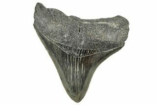 Serrated, Juvenile Megalodon Tooth - South Carolina #326390