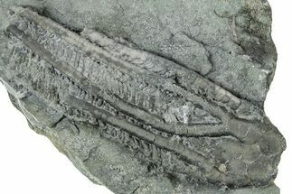 Fossil Crinoid (Histocrinus) - Crawfordsville, Indiana #326410