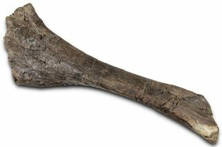 Dinosaur (Thescelosaurus) Tibia Bone - Montana #326413