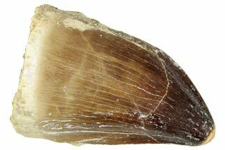 Fossil Mosasaur (Prognathodon) Tooth - Morocco #326432