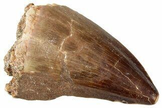 Fossil Mosasaur (Prognathodon) Tooth - Morocco #326435