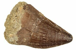 Fossil Mosasaur (Prognathodon) Tooth - Morocco #326452